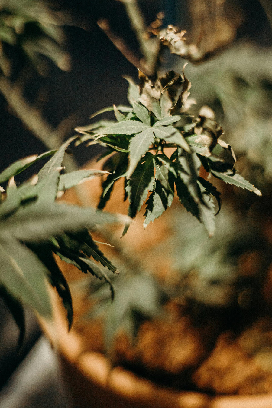 Amnesia Haze y otras variedades de cannabis que debes conocer