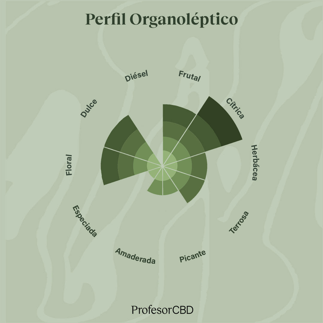 Cogollo de Flor Aromática de CBD Indoor al 22,20% · La Cordobesa Amnesia Haze ·