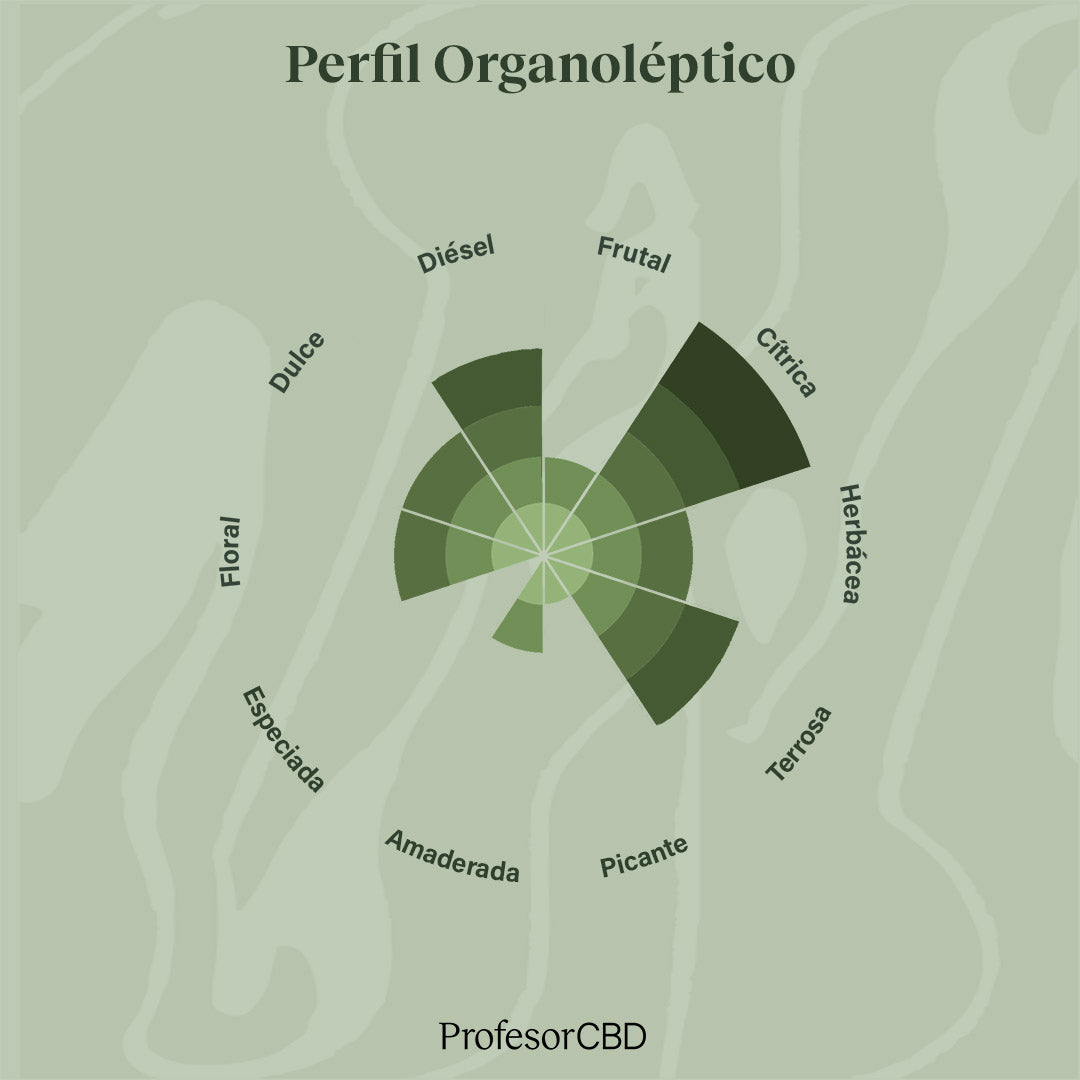 Cogollo de Flor Aromática de CBD al 15,17% · La Cordobesa Atleta