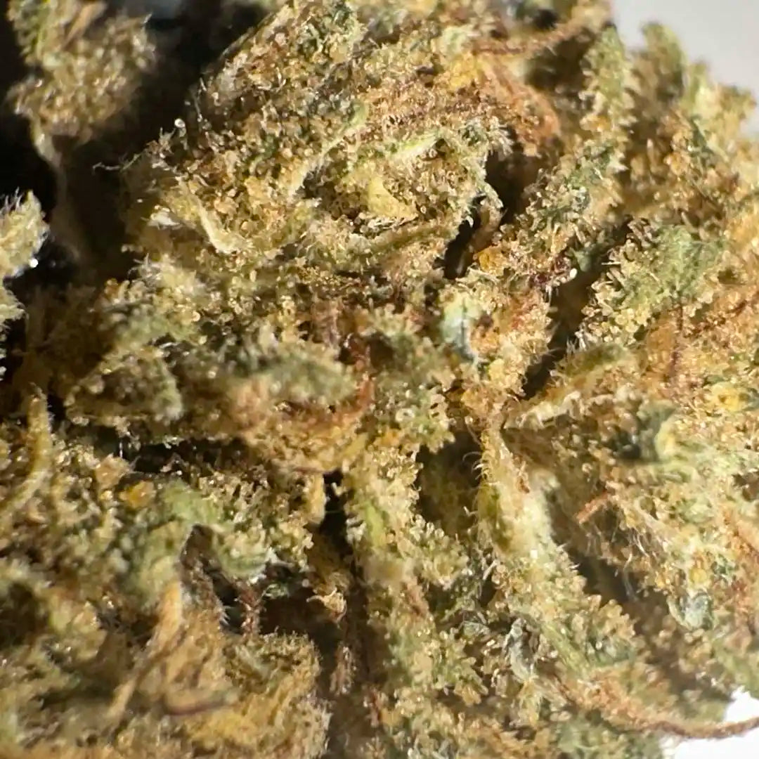 Small buds of 5.89% CBD Aromatic Flower - La Cordobesa California Fruit