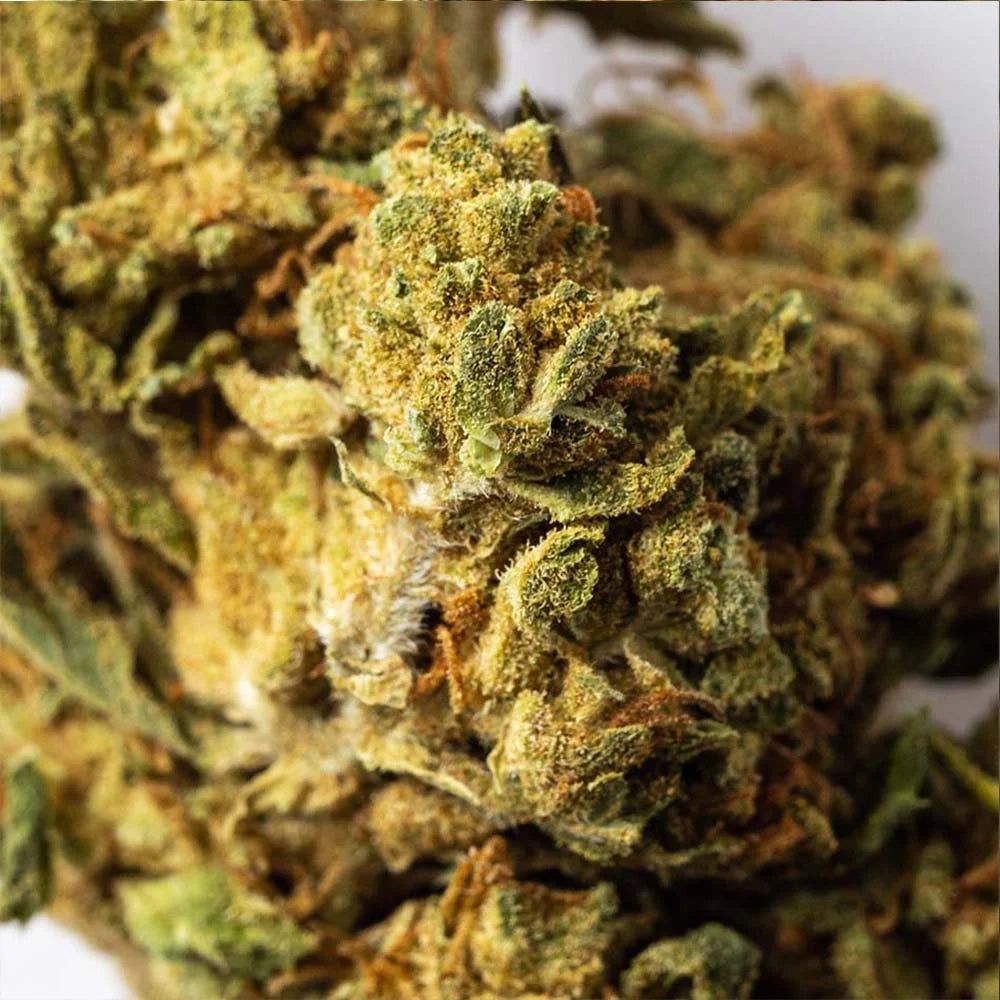 Cogollo de Flor Aromática de CBD al 5,17% · La Cordobesa Colchonera