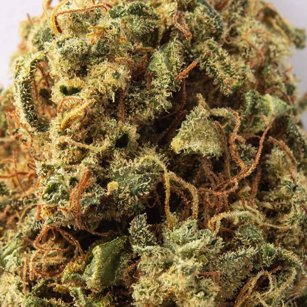Broto de flor aromática de interior com CBD 9,57% · La Cordobesa Tiki Taka