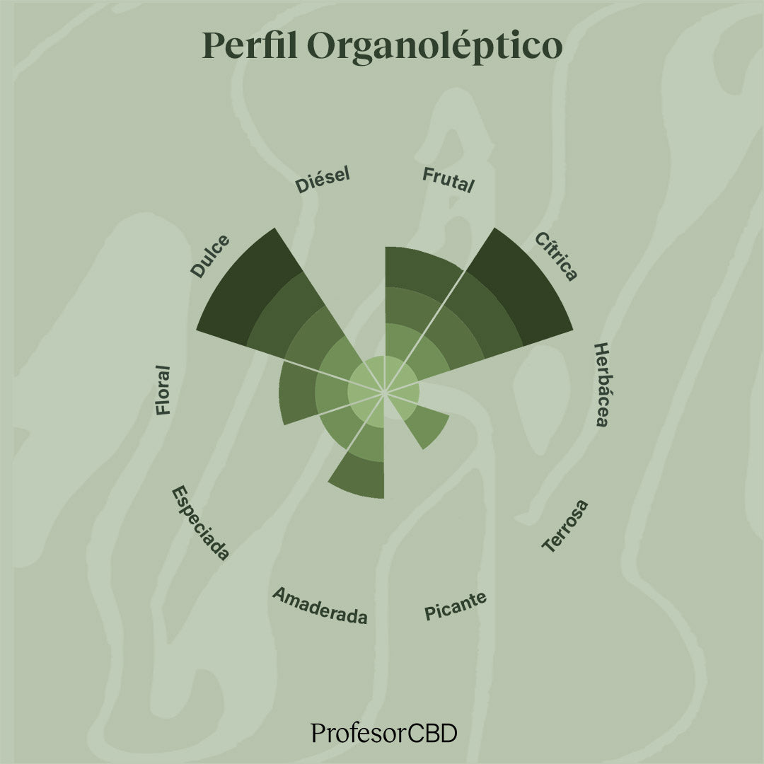 Cogollo de Flor Aromática de CBD al 14,87% · La Cordobesa Naranjita