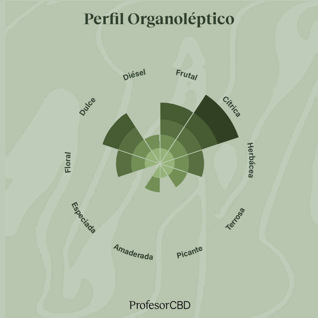 Cogollo de Flor Aromática de CBD al 13,54% · La Cordobesa Navideña Tropical Punch