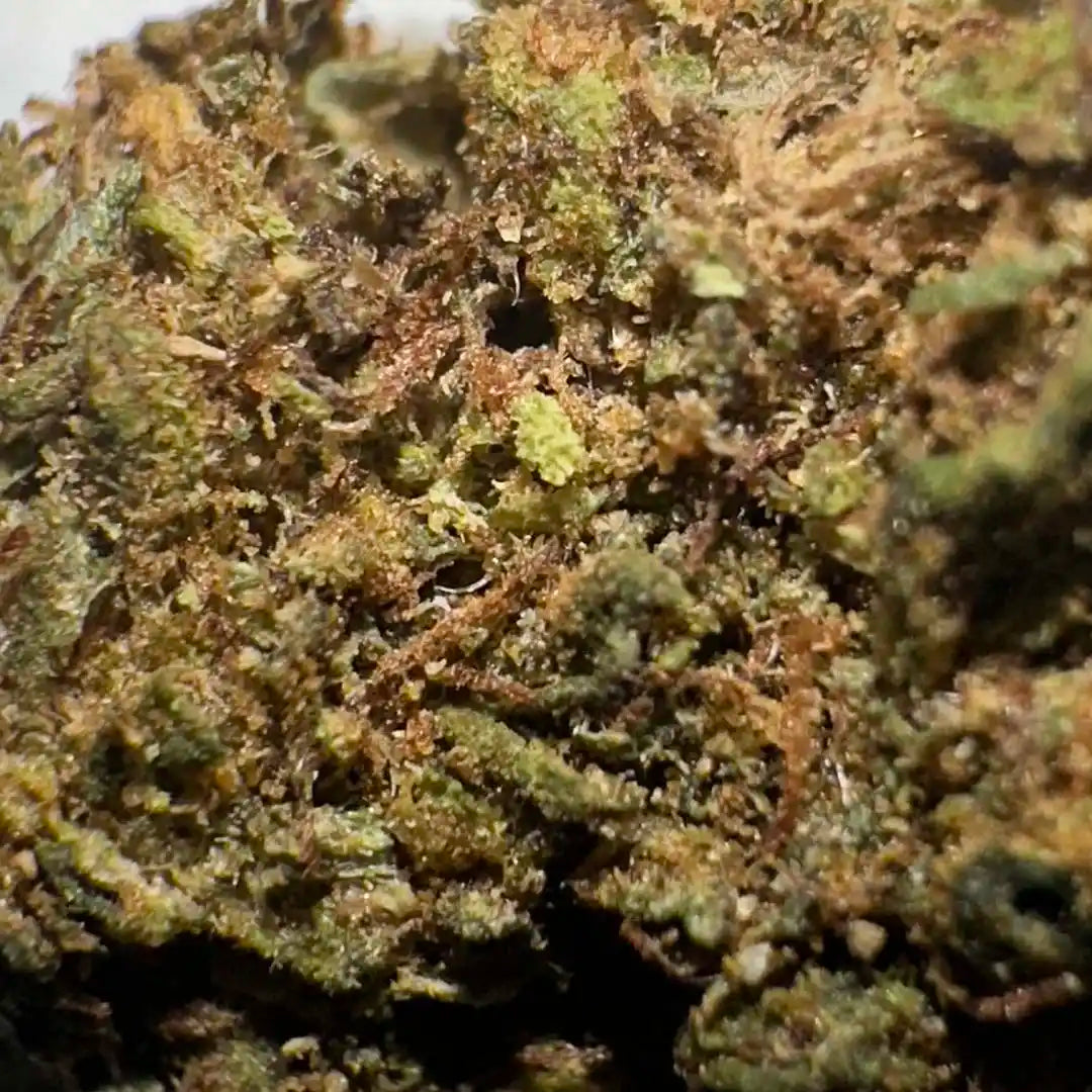 Small buds of 12.47% CBD Aromatic Flower - La Cordobesa Purple Haze