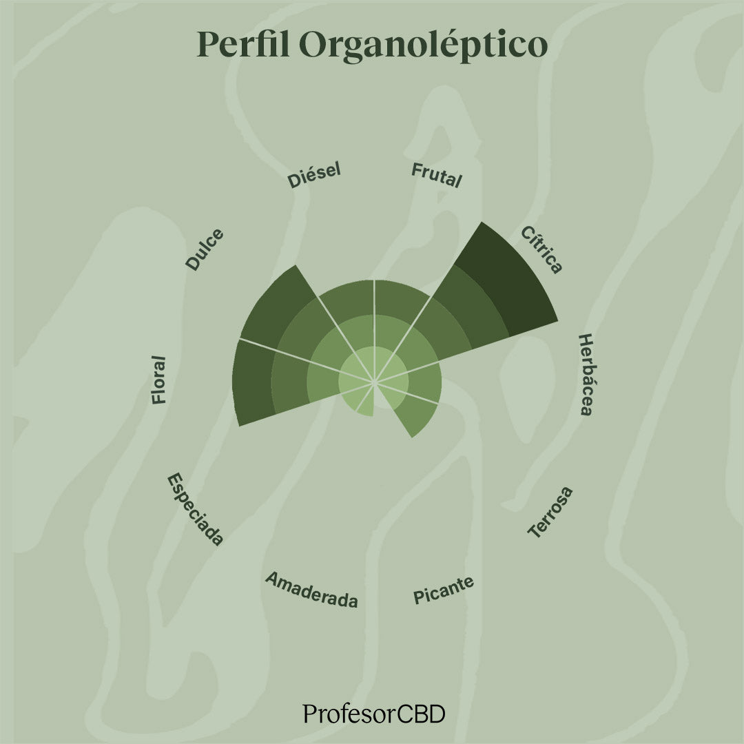 Cogollo de Flor Aromática de CBD Indoor al 23,58% · La Cordobesa Súper Limonera (Lemon Haze)