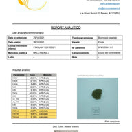 Cogollo de Flor Aromática de CBD al 14,87% · La Cordobesa Naranjita