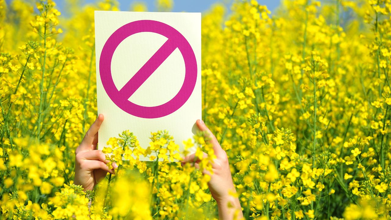 El HHC, prohibido en España. ¿Y ahora qué?