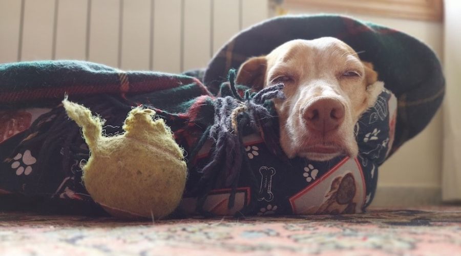 Aceite de CBD para animales NalaTales