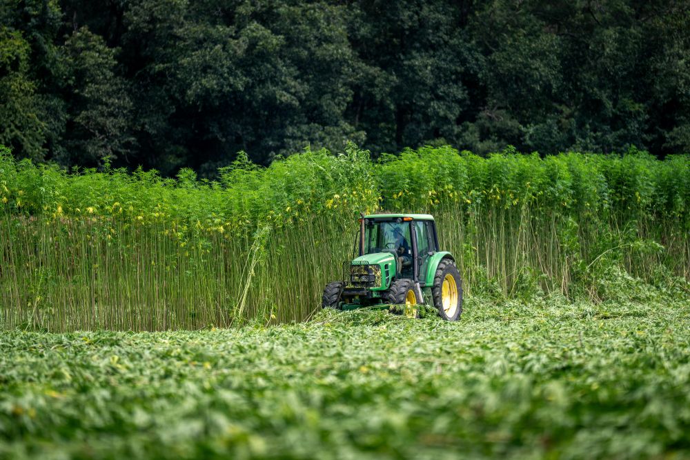 Cáñamo y sostenibilidad: por qué elegir CBD también es cuidar del planeta