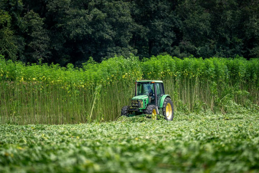 Cáñamo y sostenibilidad: por qué elegir CBD también es cuidar del planeta