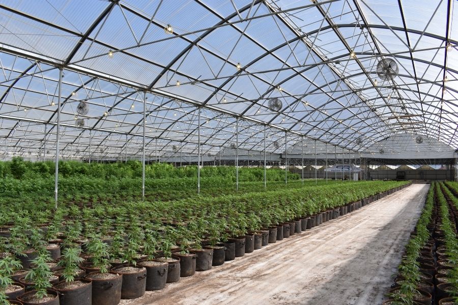 Tipos de flores CBD: Indoor, Outdoor, Greenhouse y Glasshouse