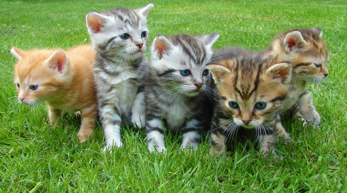 CBD para gatos, una solución natural
