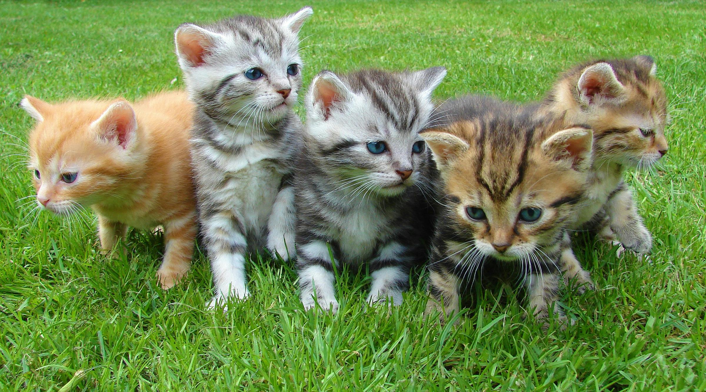 CBD para gatos, una solución natural
