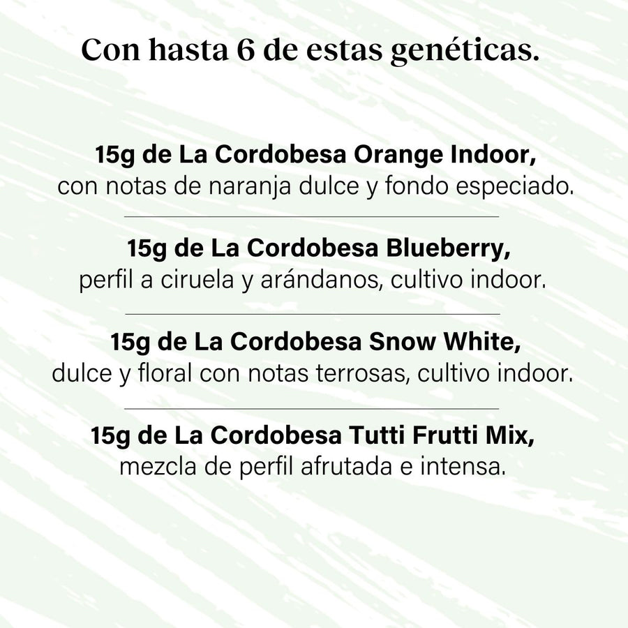 Pack 90g Cogollos Pequeños Genéticas Variadas - Pruébalo Todo Plus