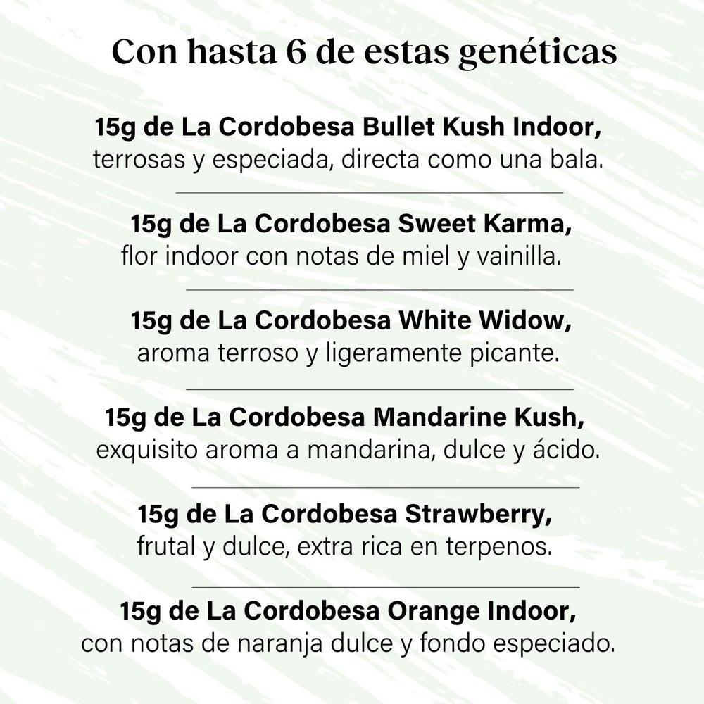 Pack 90g Cogollos Pequeños Genéticas Variadas - Pruébalo Todo Plus