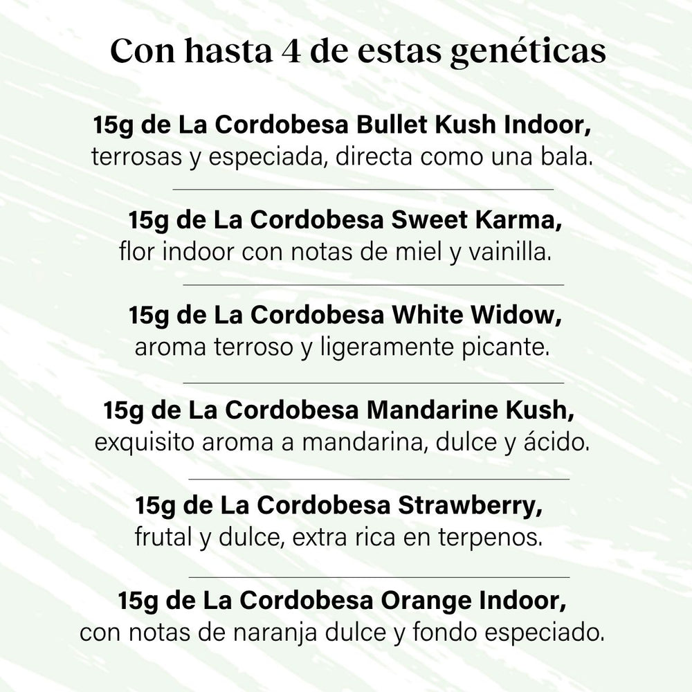 Pack 60g Cogollos Pequeños Pruébalo Todo - Genéticas Variadas
