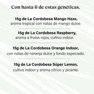 Packung 90g Small Buds Variety Genetics - Taste Everything Plus