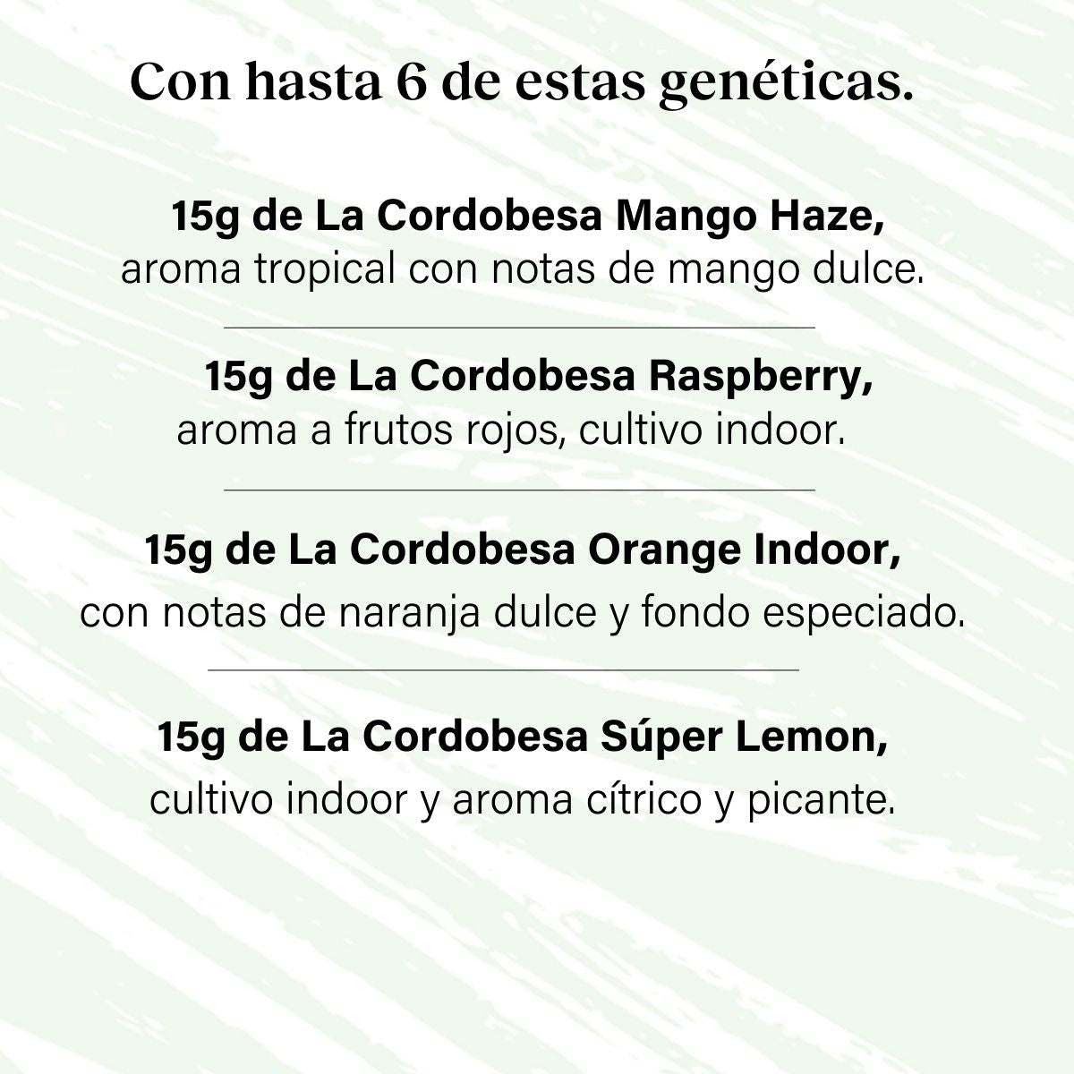 Packung 90g Small Buds Variety Genetics - Taste Everything Plus