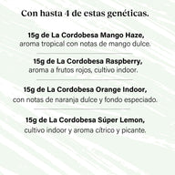 Pack 60g Small Buds Try It All - Varied Genetics