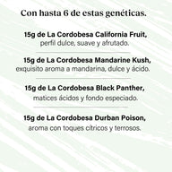 Packung 90g Small Buds Variety Genetics - Taste Everything Plus