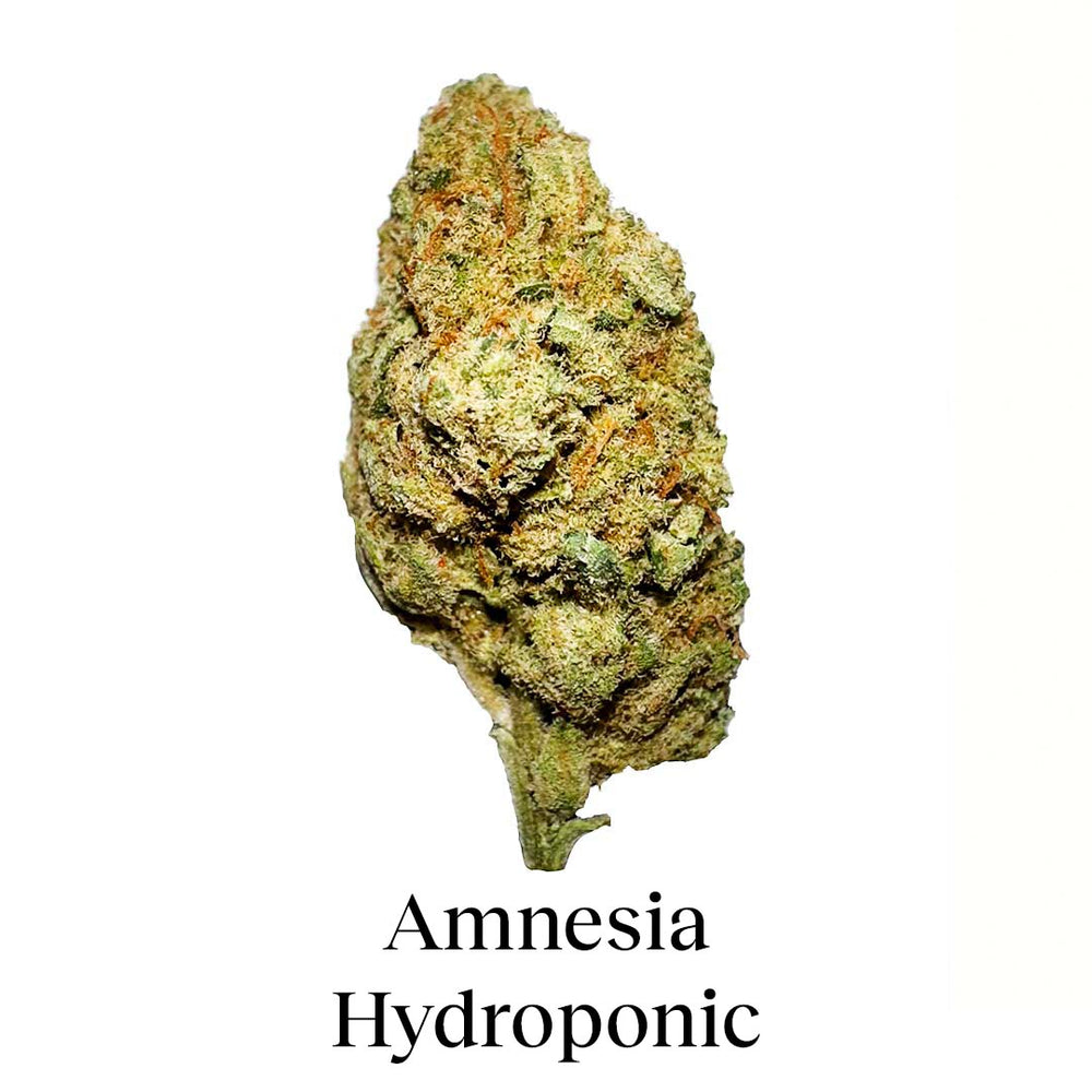 Pack 90g Small Buds Variety Genetics - Try Everything Plus