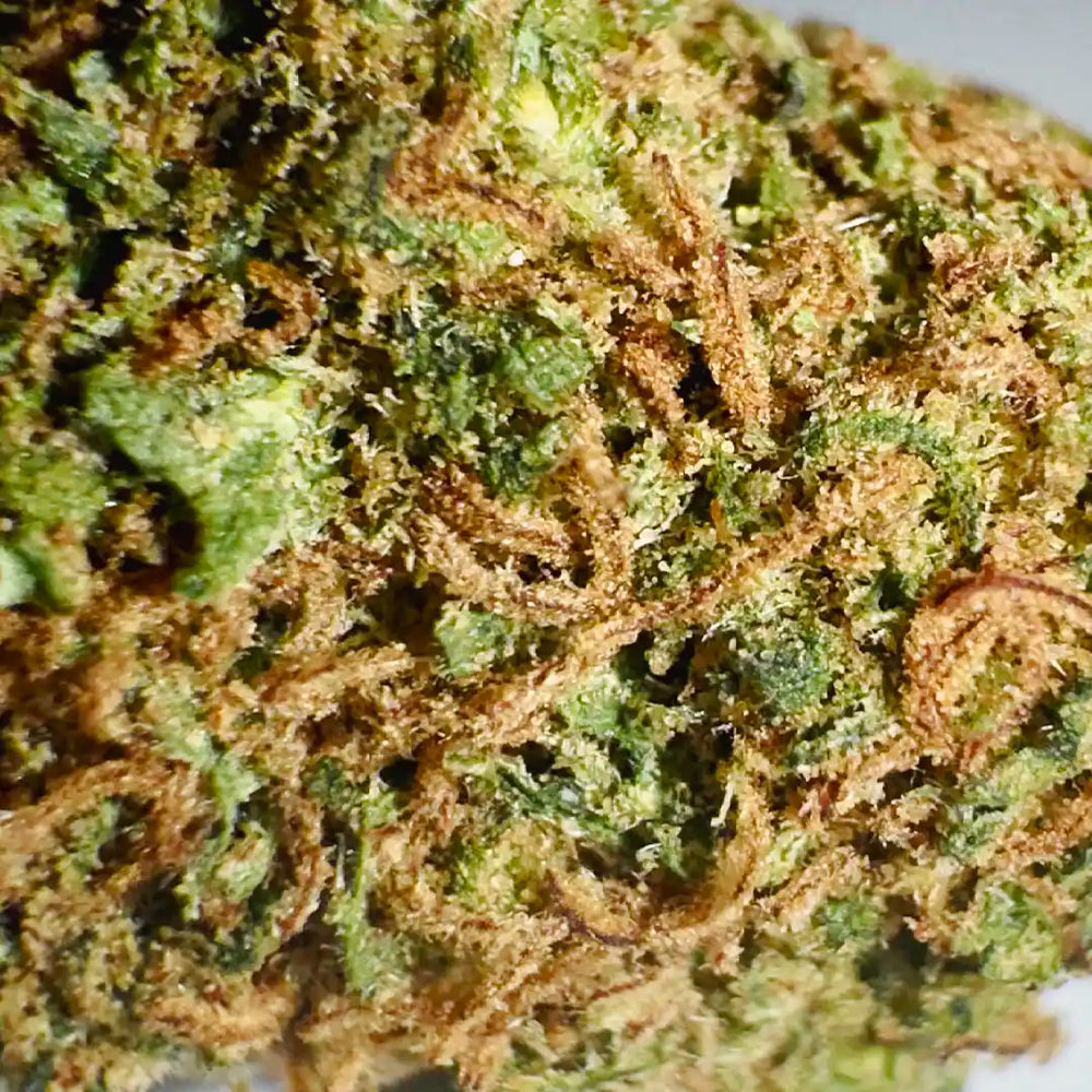 Cogollos Pequeños de Flor Aromática de CBD - La Cordobesa Durban Poison Pop