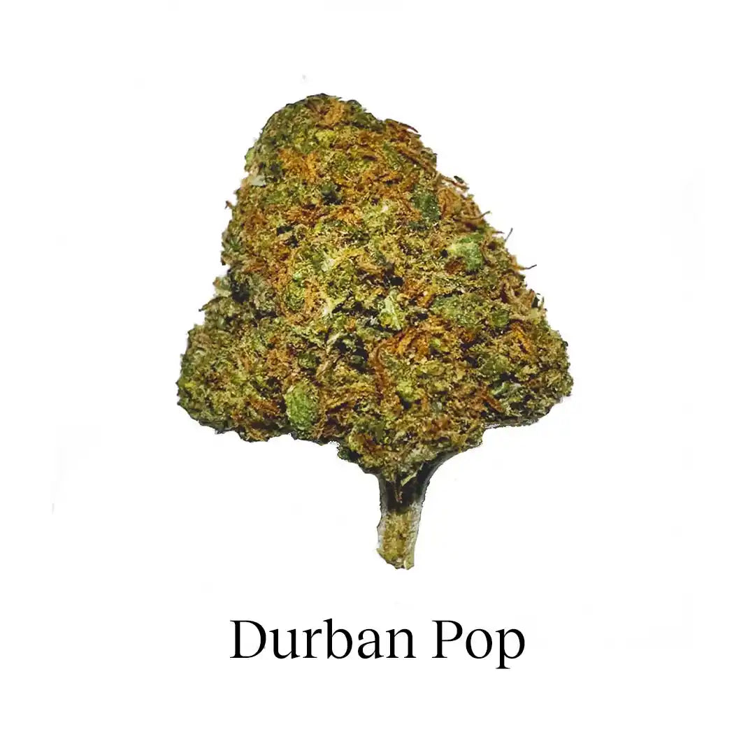Pack 90g Small Buds Variety Genetics - Try Everything Plus