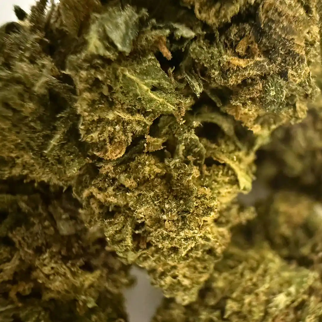Cogollos Pequeños de Flor Aromática de CBD - La Cordobesa Amnesia Haze