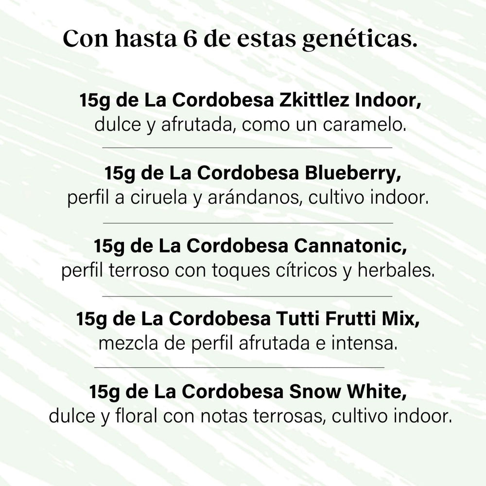 Pack 90g Cogollos Pequeños Genéticas Variadas - Pruébalo Todo Plus