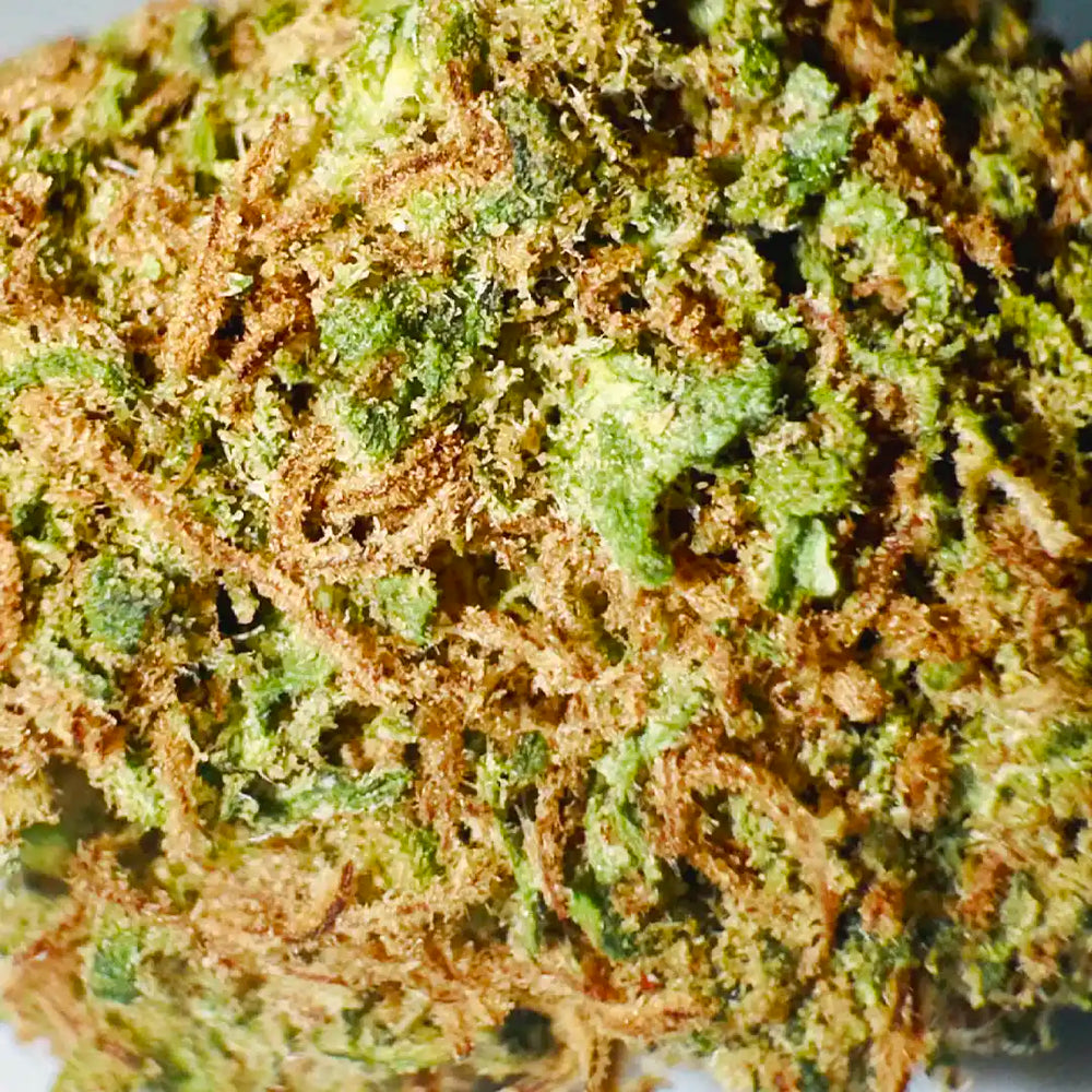 Cogollos Pequeños de Flor Aromática de CBD al 11,52% - La Cordobesa Orange Indoor