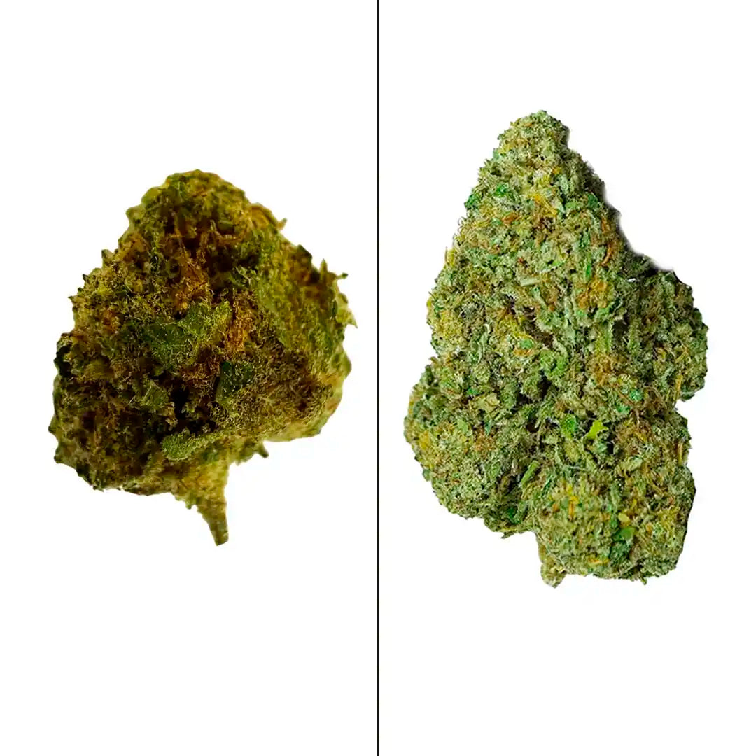 5g Cogollos Pequeños Raspberry Indoor + 1g La Cordobesa Navideña Raspberry