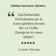Cogollo de Flor Aromática de CBD al 14,87% · La Cordobesa Naranjita